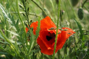 Rote Mohnblume auf Feld mit hohem grünen Gras und Beikraut in der Natur am Abend im Frühling