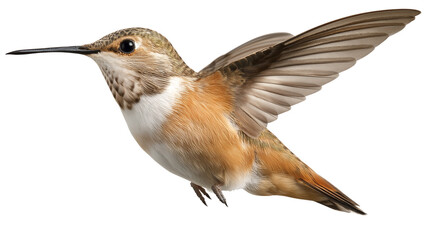 Fototapeta premium Flying Hummingbird Captured in Side Profile on transparent background, real photo, stock photography, high resolution