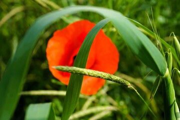 Rote Mohnblume mit grünen Grashalmen in der Natur bei Sonne am Abend im Frühling