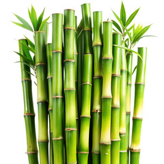 Fototapeta premium green bamboo on transparent background