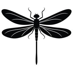 damselfly white background