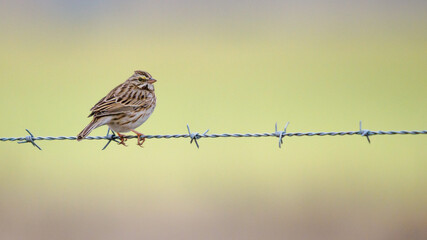 White-throated Sparrow sitting on barbed wire fence in warm morning winter light