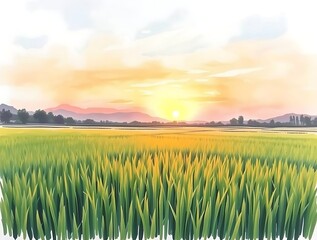 Sunset over Golden Rice Field.