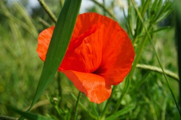 Rote Mohnblume auf grünem Weizenfeld in der Natur bei Sonne am Abend im Frühling