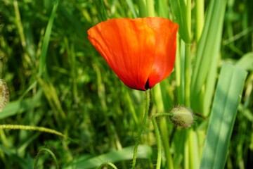 Rote Mohnblume auf grünem Weizenfeld in der Natur bei Sonne am Abend im Frühling