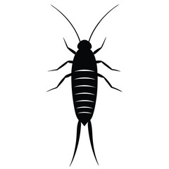 silverfish white background