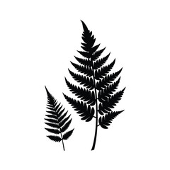 Fototapeta premium fern leaf isolated on white background