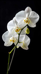 Fototapeta premium Elegant white orchid branch on black