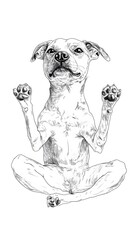 A dog in a meditative pose.