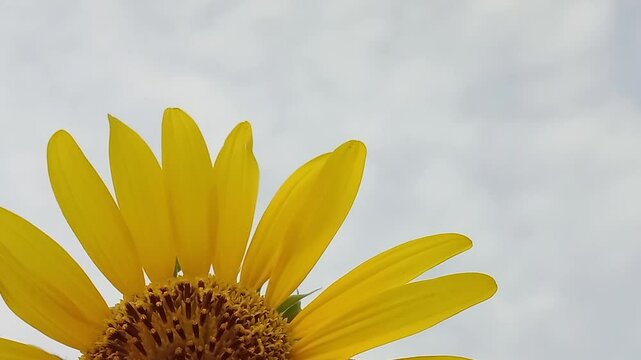 Honey bee collect nectar or pollen from sunflower or honey bee on sunflower 