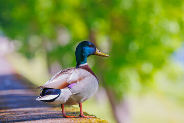 An Elegant Mallard Duck Gracefully Poses in Natures Tranquil and Serene Embrace