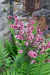 Bouquet de ces petites fleures roses
