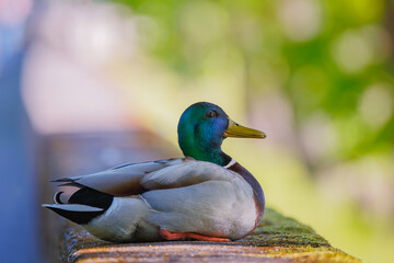 An Elegant Mallard Duck Gracefully Poses in Natures Tranquil and Serene Embrace