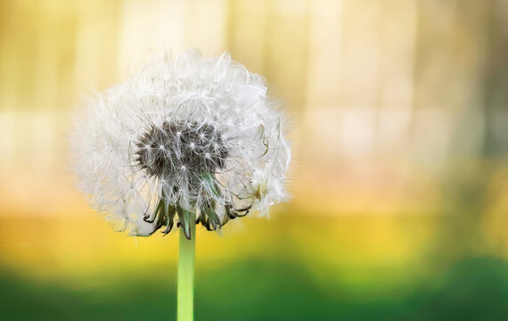 fotograf&iacute;a macro de un diente de leon en un campo de castilla y Leon, Espa&ntilde;a, sobre fondo amarillo y verde desenfocado con espacio vacio para publicidad. Concepto alergias primaverales