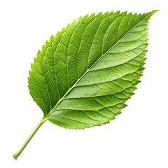 Obraz premium green leaf isolated on transparent background
