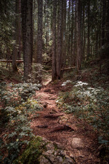 A dense forest with a sunlit path through it that leads up into the mountains.