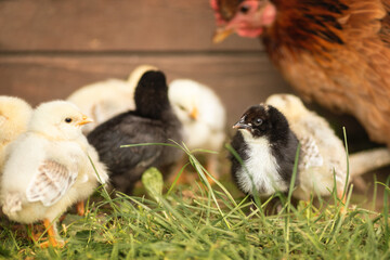 Eine Henne mit Küken