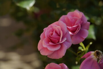 pink valentine roses with buds