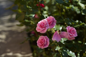 pink valentine roses with buds