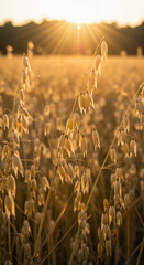 Golden oats field at sunset with sun rays shining through  