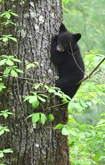 Black Bear Cub © StevertS