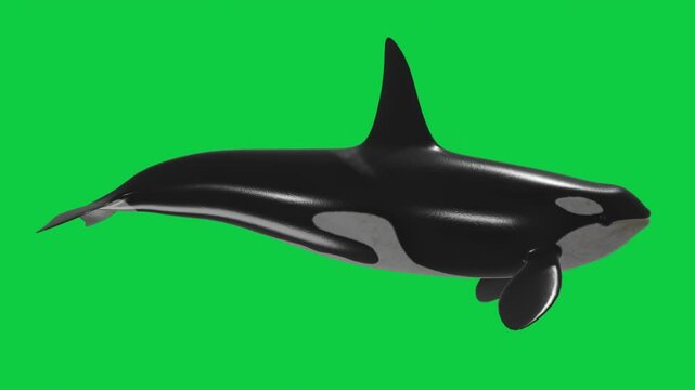 Orca Whale Swimming Animation Loop Pack &ndash; 7 Camera Angles &ndash; Green Screen Background