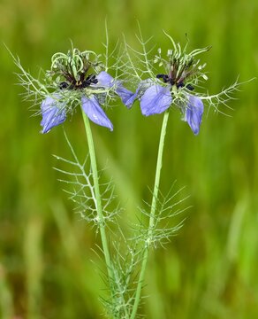 wild plants and flowers. plants used in spice production. black cumin flower photo.