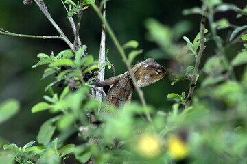 A lizard is in a tree.