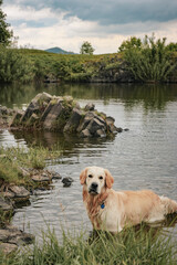 Golden retriever posing in a lake with rocks inf the background and beautiful czech nature