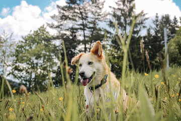 Close up of adopted mixed-breed husky dog with blue eyes enjoying a sunny day outdoors