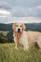 Happy golden retriever portrait, calm nature and view of mountains in the background