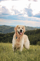 Happy golden retriever portrait, calm nature and view of mountains in the background
