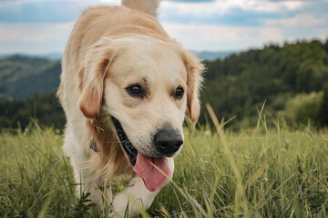 Happy golden retriever portrait, calm nature and view of mountains in the background