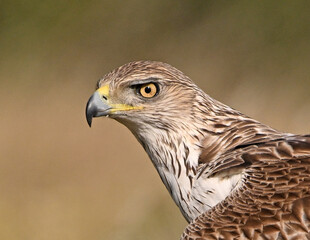 una poderosa aguila de bonelli en extremadura