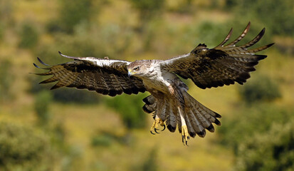 aguila fasciata en el campo
