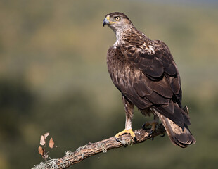 una poderosa aguila de bonelli en extremadura