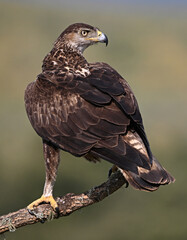 aguila fasciata en el campo