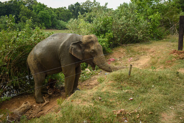 An Elephant in Somawathiya National Park, Polonnaruwa, Sri Lanka.