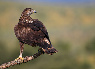 aguila fasciata en el campo