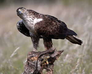 aguila fasciata en el campo en españa