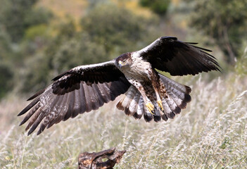 una poderosa aguila de bonelli en extremadura