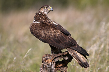 aguila fasciata en el campo