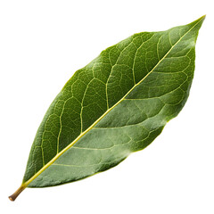 A single bay leaf isolated on a transparent background

