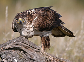 aguila fasciata en el campo © alberto