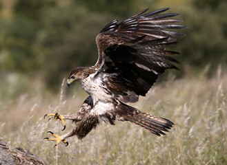 aguila fasciata en el campo