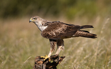 Fototapeta premium aguila fasciata en el campo