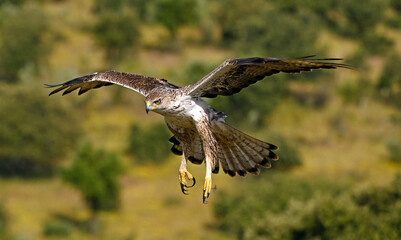 aguila fasciata en el campo en españa