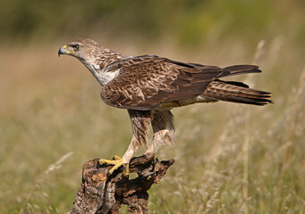aguila fasciata en el campo en españa