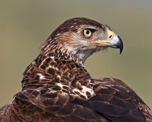 una poderosa aguila de bonelli en extremadura