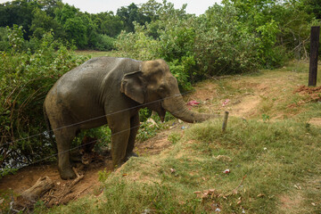 Fototapeta premium An Elephant in Somawathiya National Park, Polonnaruwa, Sri Lanka.